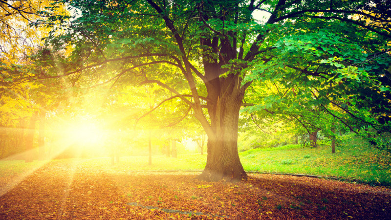 Prognoza meteo 26 august (audio)