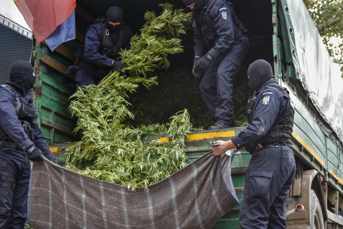 Captură record de cannabis într-un sat din România