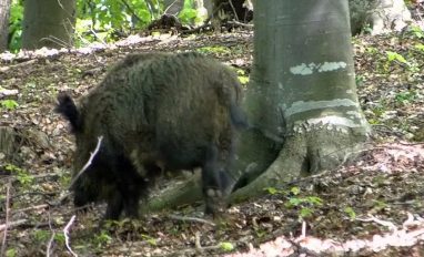 Alertă PPA în Sălaj