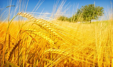 Mehedinți: producție slabă de cereale