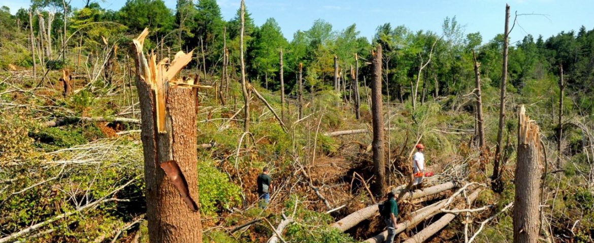 Protestele silvicultorilor (audio)