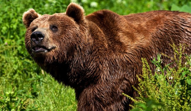 Urșii atacă din nou