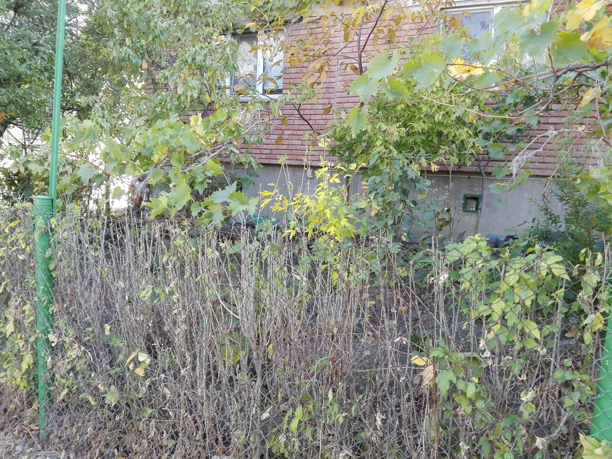 Azi despre ieri – 23 octombrie 2017