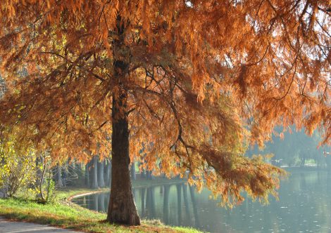 Vremea, 13/14 octombrie, în Oltenia (audio)
