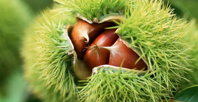 Cancerul de scoarta, combatut la Tismana, judetul Gorj