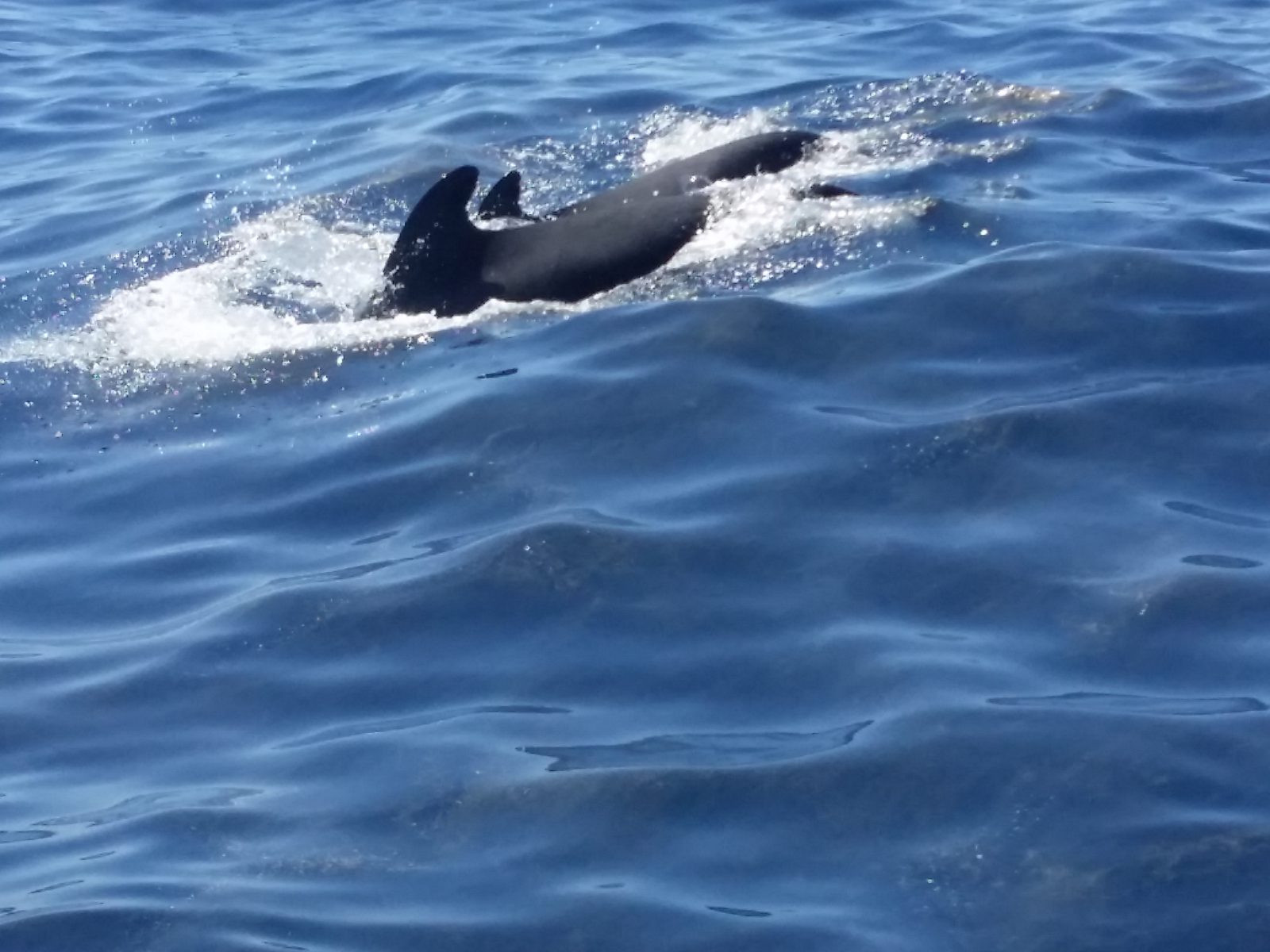 Azi despre ieri – 16 decembrie 2017