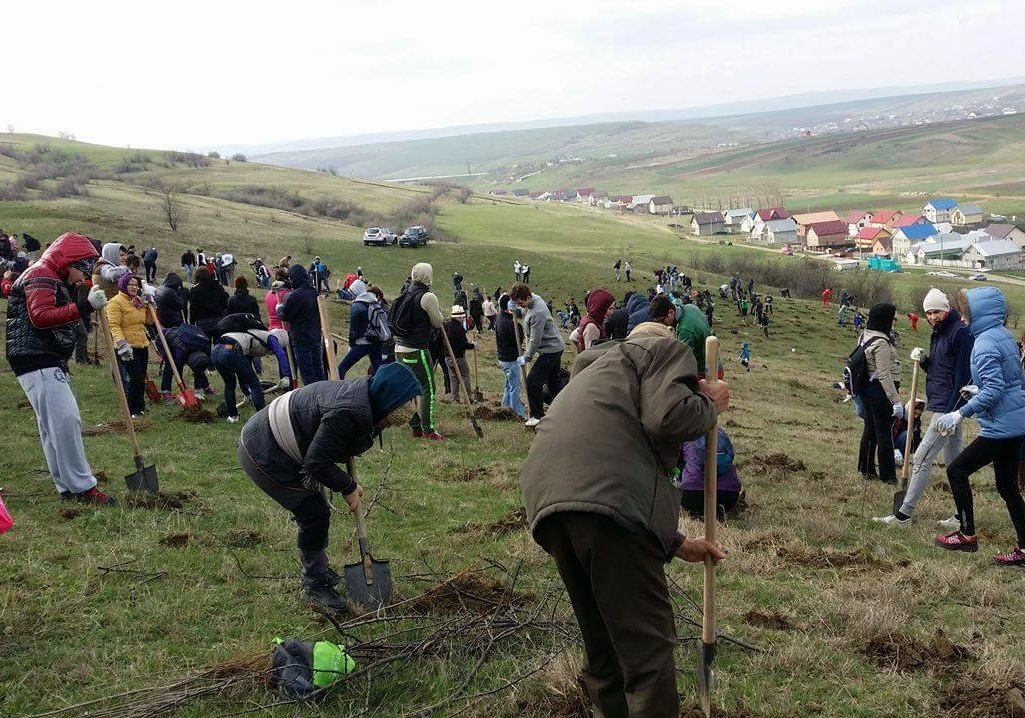 Acţiuni de împădurire (audio)