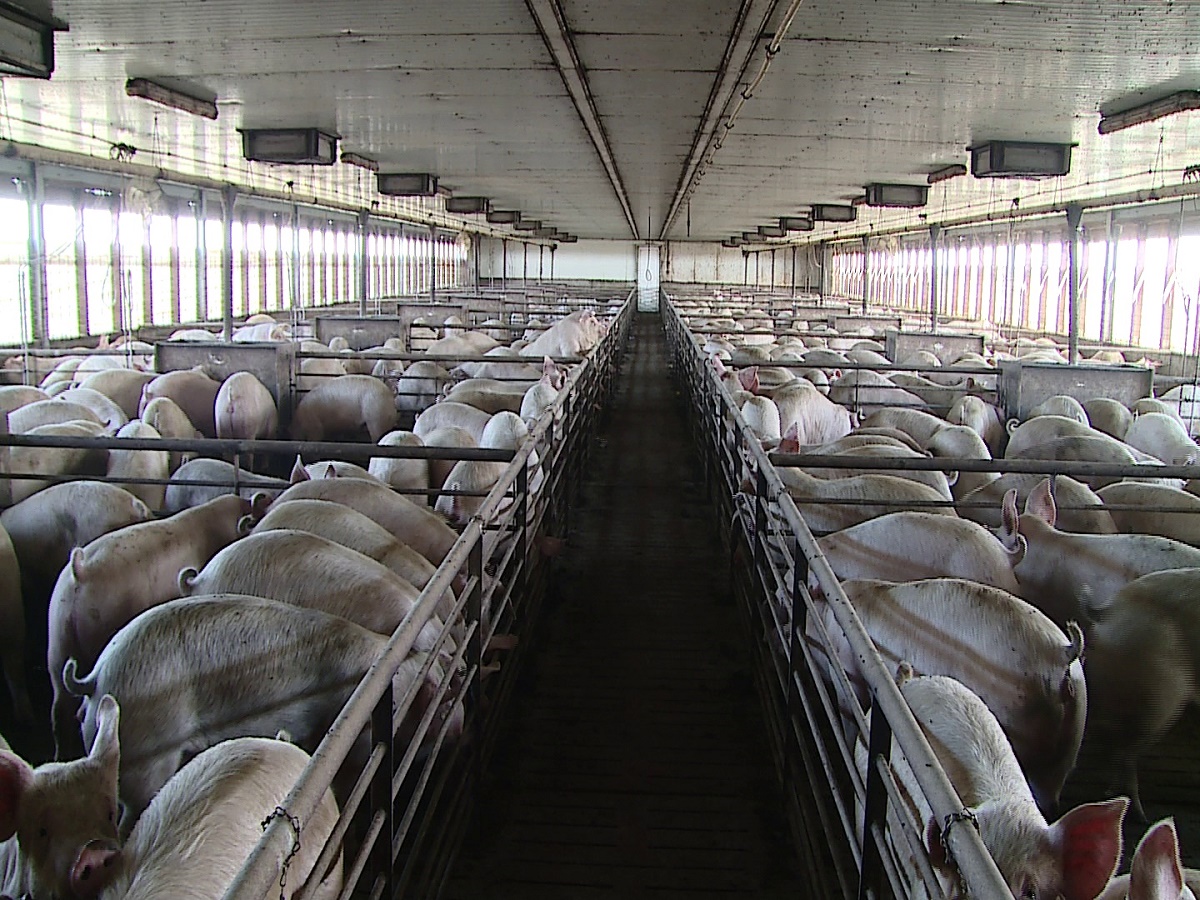 Pesta porcină africană afectează creşterea animalelor, dar şi industria de procesare