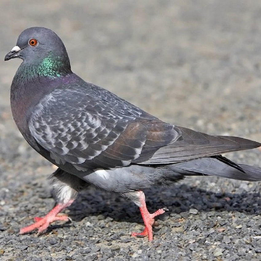 „Zilele Columbofiei Oltenești”, ediția a IV-a