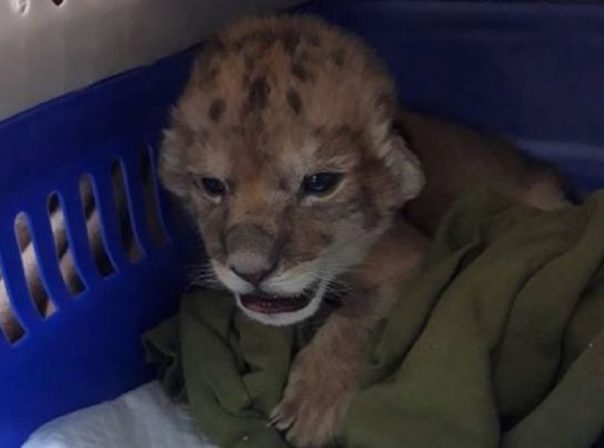 Pui de leu „adoptat” de angajații Grădinii Zoologice din Craiova