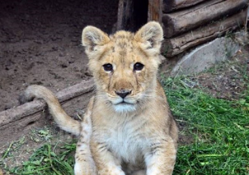 Pui de leu născut la Grădina Zoologică din Craiova