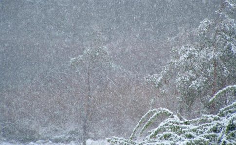 Cod galben de ninsori în 11 județe