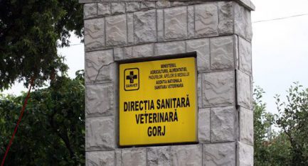 Trei fermieri din Gorj au interdicție să mai livreze lapte