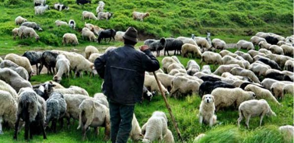 Noi reglementări privind pășunatul animalelor domestice