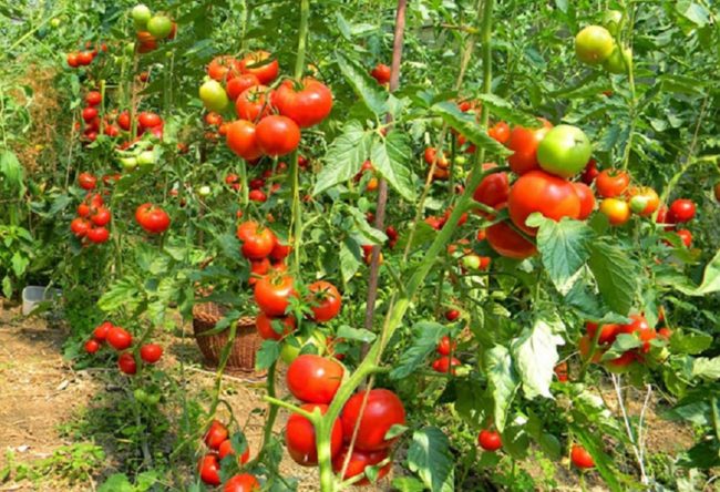 Situaţie aberantă într-un supermarket din Izbiceni, Olt