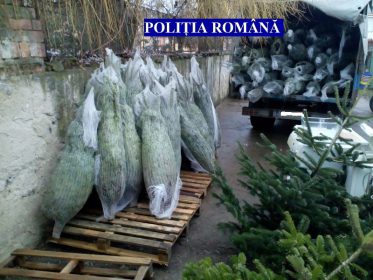 Peste 4.000 de brazi de Crăciun confiscați