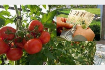 Program de sprijinire (audio)