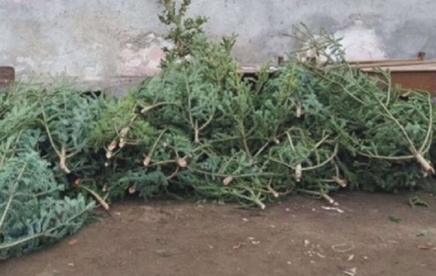 Gorj. Brazi şi molizi vânduți ilegal (audio)