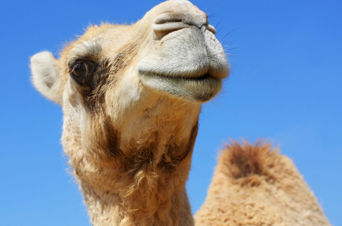 Cămile injectate cu botox, descalificate la un concurs de frumuseţe