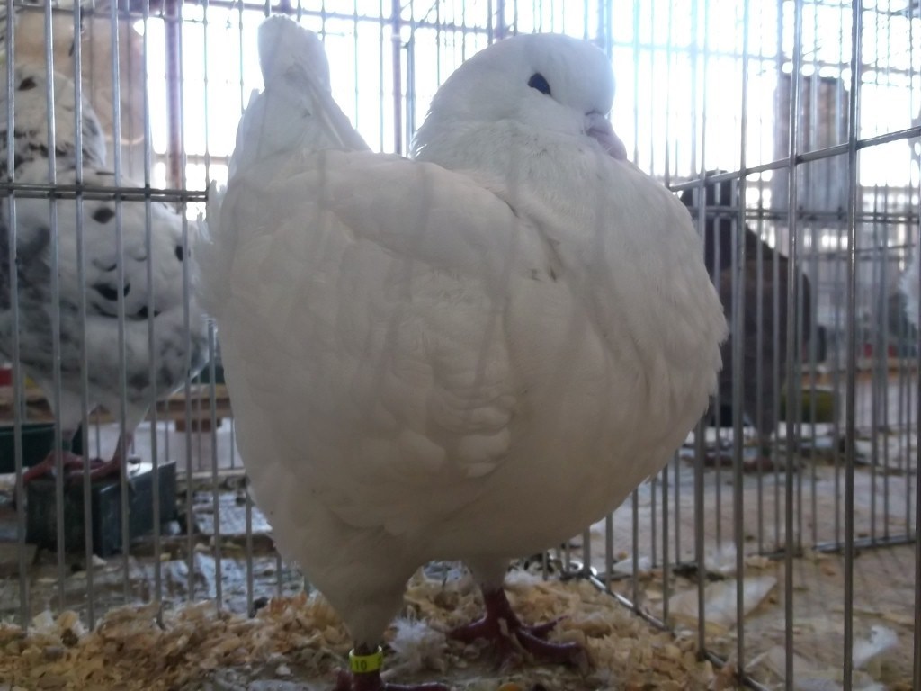 Expoziție județeană de păsări și animale mici de rasă