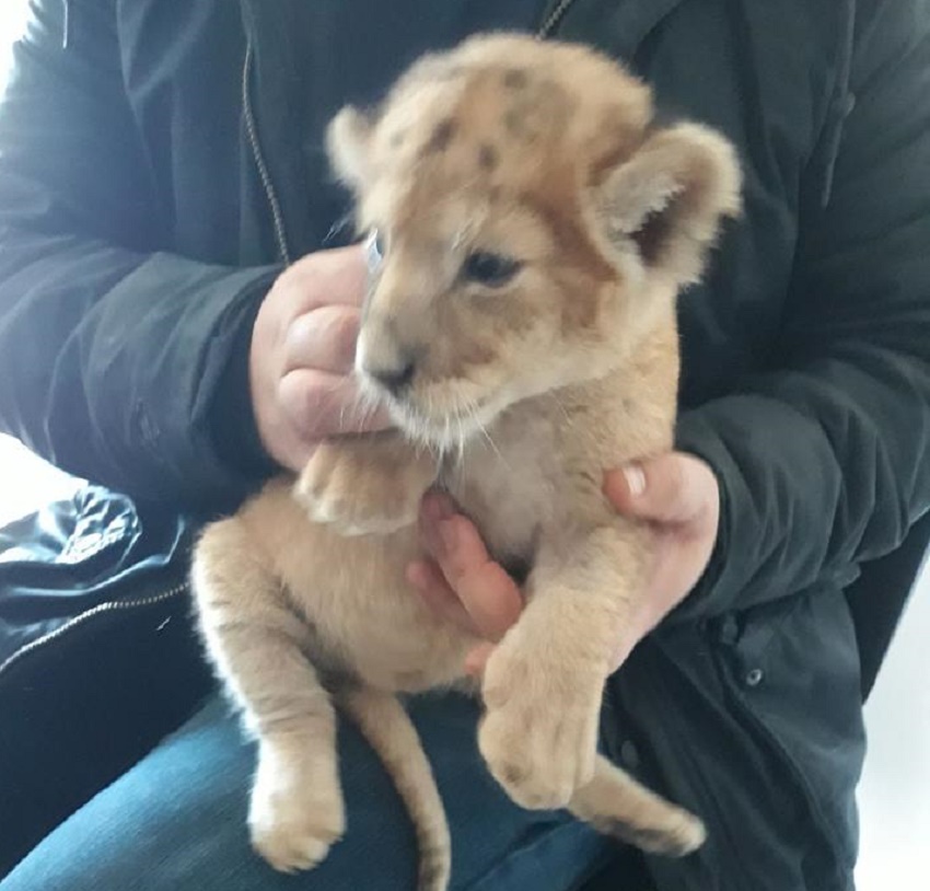 Zoo Craiova caută „naș” pentru puiul de leu