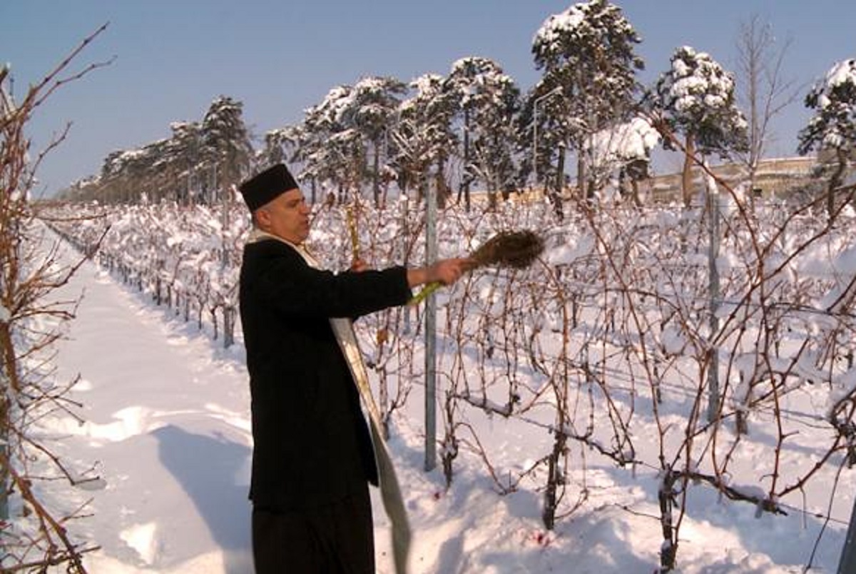 1 februarie. Credințe și obiceiuri de Sfântul Trifon