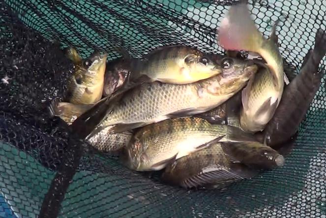 Amenzi de peste 266.000 de lei ale politistilor pentru protejarea fondului piscicol