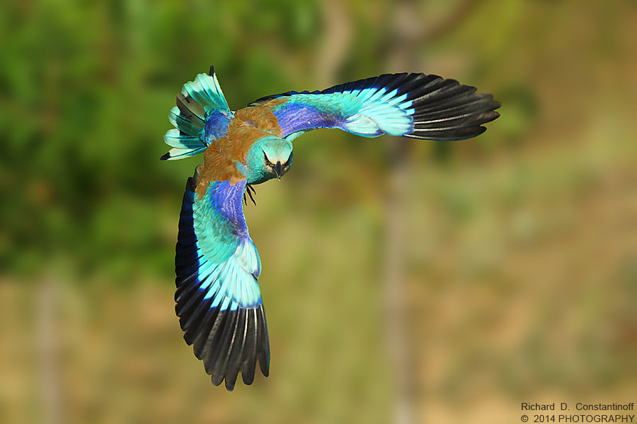 Proiect pentru protejarea a patru specii de păsări din aria naturală Valea Oltului