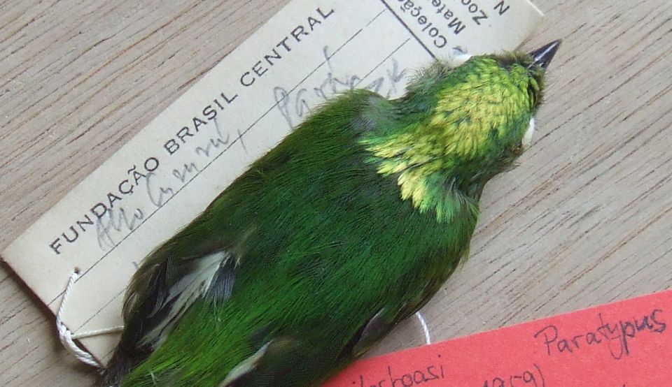 O specie de pasăre-hibrid UNICĂ a fost descoperită în Pădurea Amazoniană