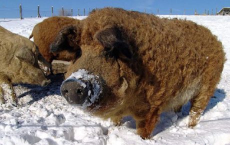 A fost aprobat programul de sprijin pentru crescătorii de porci din rasele Bazna și Mangalița