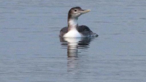 O nouă specie de pasăre în fauna României