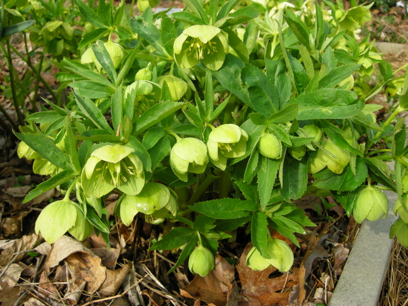 Prognoza meteo 6/7 ianuarie (audio)