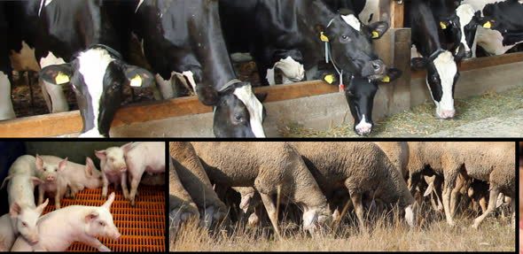 A fost stabilită valoarea ajutorului de stat în zootehnie pentru anul 2018