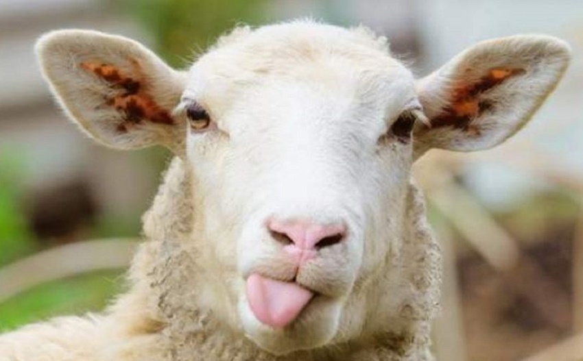 „Alege oaia!”, în weekend (audio)