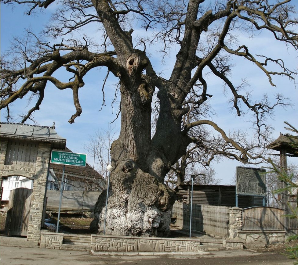 Un stejar din România, în finala concursului „Arborele anului în Europa”