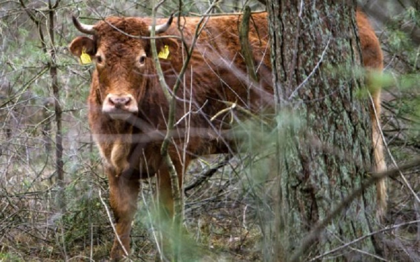 Vaca Hermien, veritabilă vedetă pe reţelele de socializare, a fost capturată
