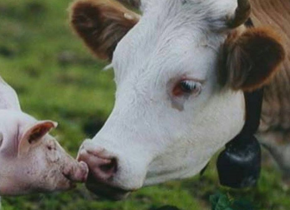 Sprijin acordat pentru sectorul zootehnic