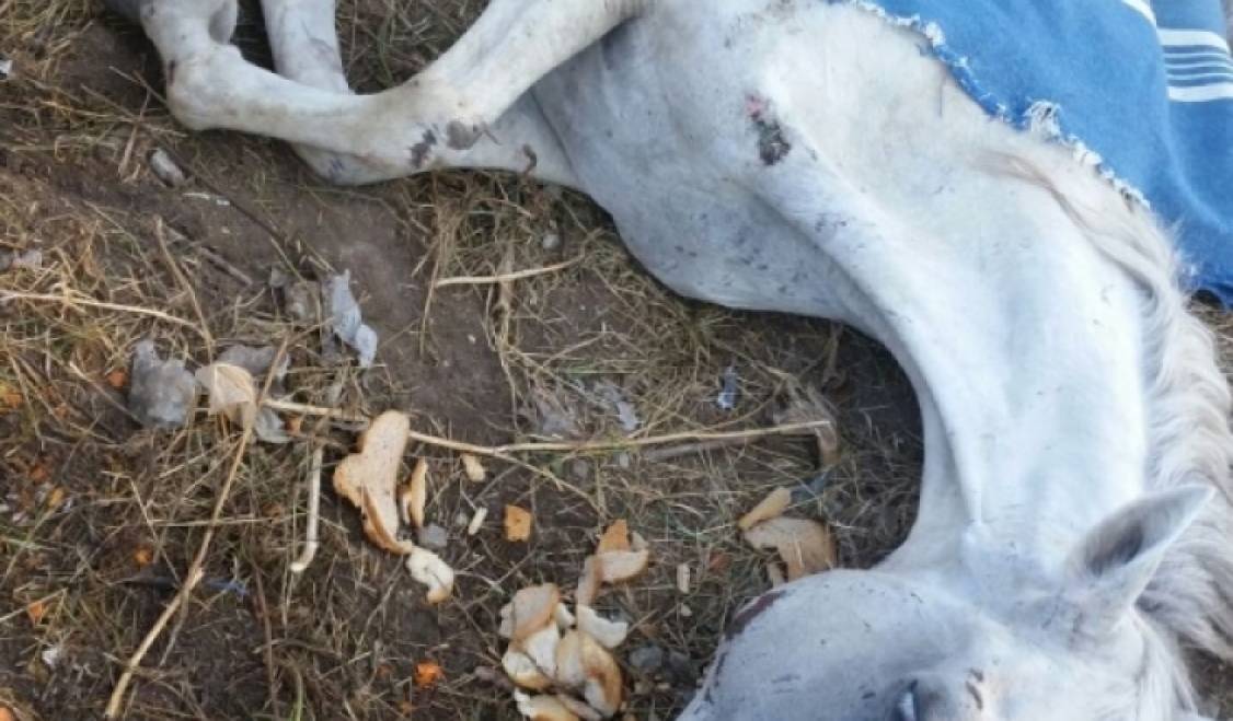 Violenţă asupra animalelor (audio)