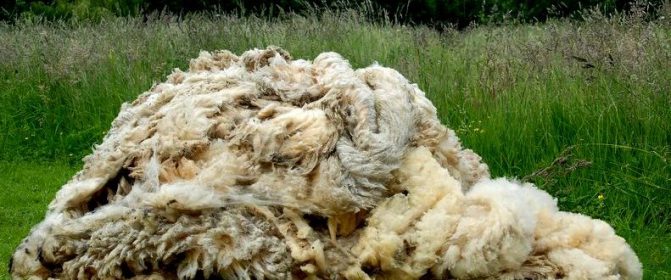 Oierii români pot exporta lână în Africa de Sud