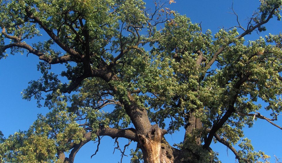 Un arbore din România care are 750 de ani a fost introdus în competiţia Arborele European al Anului