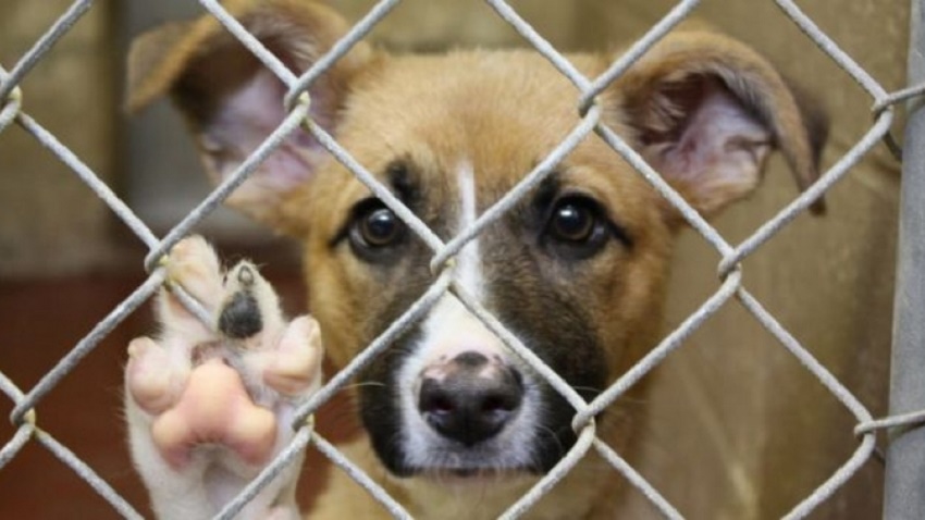 Târg de adopţii canine