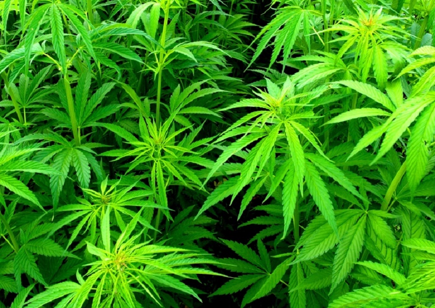 Grecia a legalizat producţia de canabis în scop medicinal