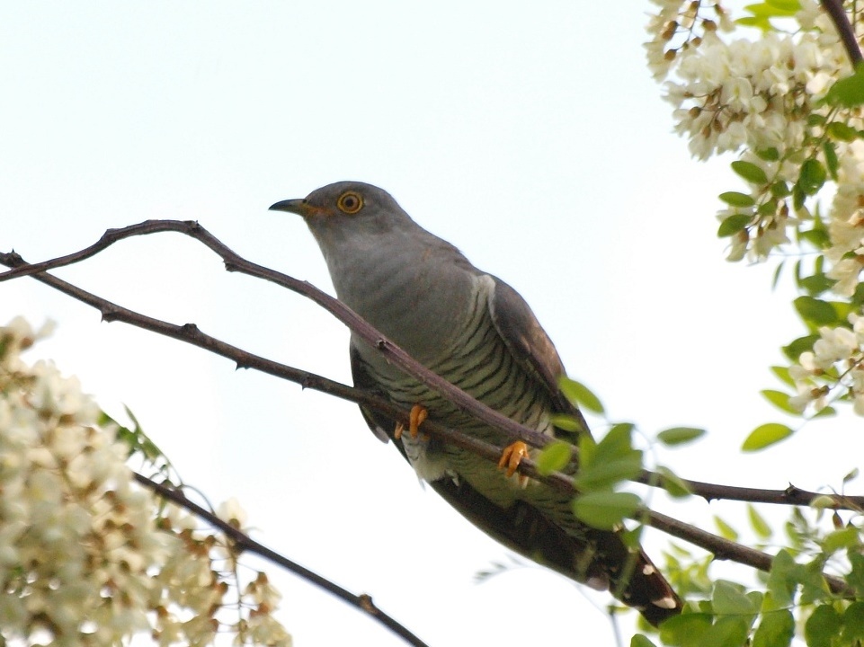 Buna Vestire, Blagoveştenia sau Ziua Cucului. Tradiţii, obiceiuri şi superstiţii
