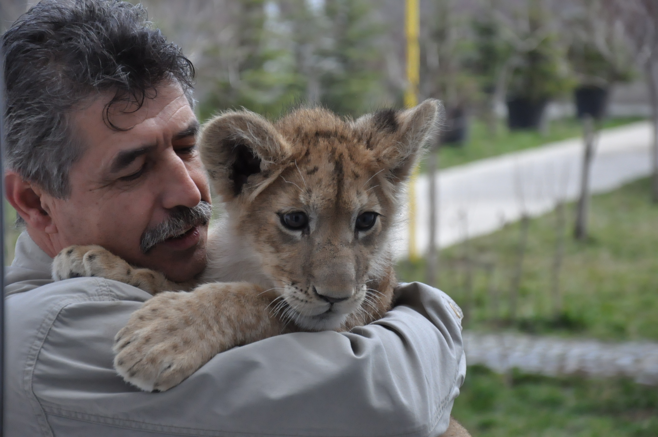 Radio Oltenia Craiova in vizita la Leon – puiul de leu de la Gradina Zoologica din Parcul Nicolae Romanescu