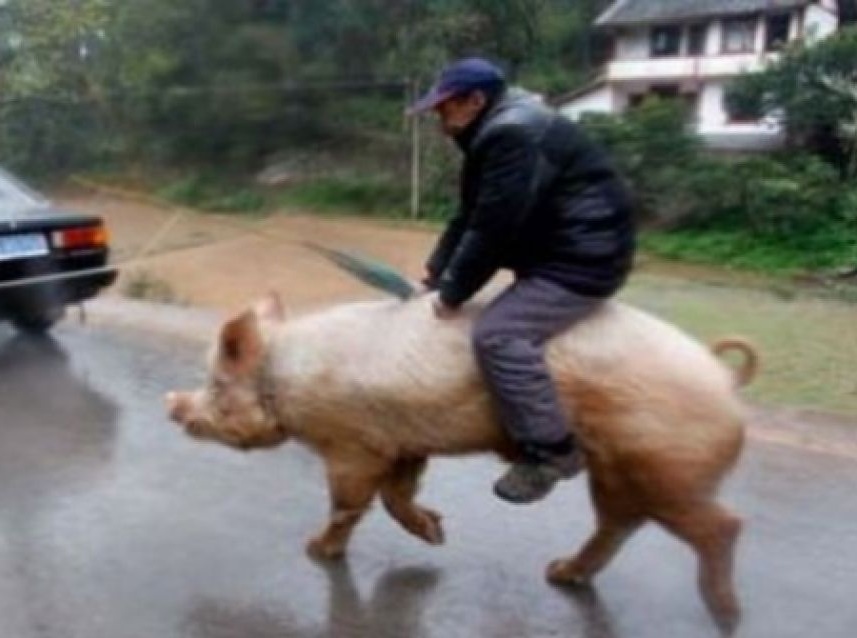 Kent, Marlboro și Dolar, arestați pentru furt de animale