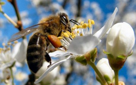 Daciana Sârbu cere la Bruxelles sprijin pentru apicultori