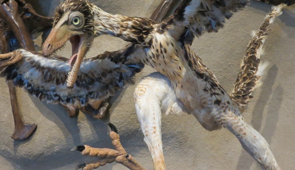 După 150 de ani de cercetări, specialiştii au descoperit noi detalii despre ”Archaeopteryx”, una dintre primele vietăţi de pe Pământ