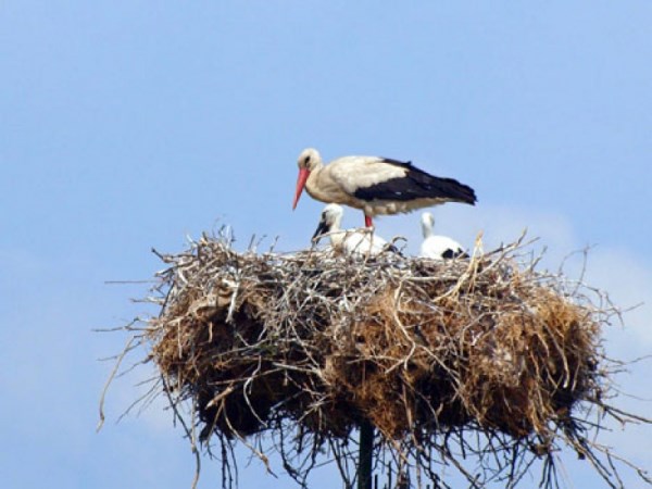 Iarna târzie pune în pericol viața berzelor