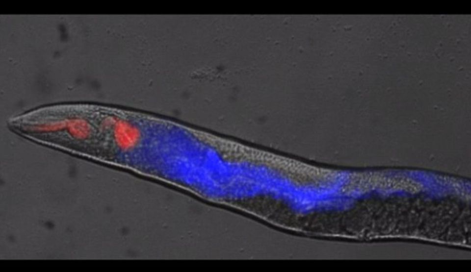 Cum se propagă moartea în corp. Specialiştii au întregistrat în premieră momentul rigor mortis