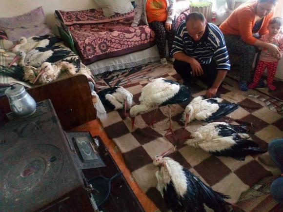 Țăranii români încearcă să salveze berzele, care s-au întors înainte ca iarna să-și facă de cap